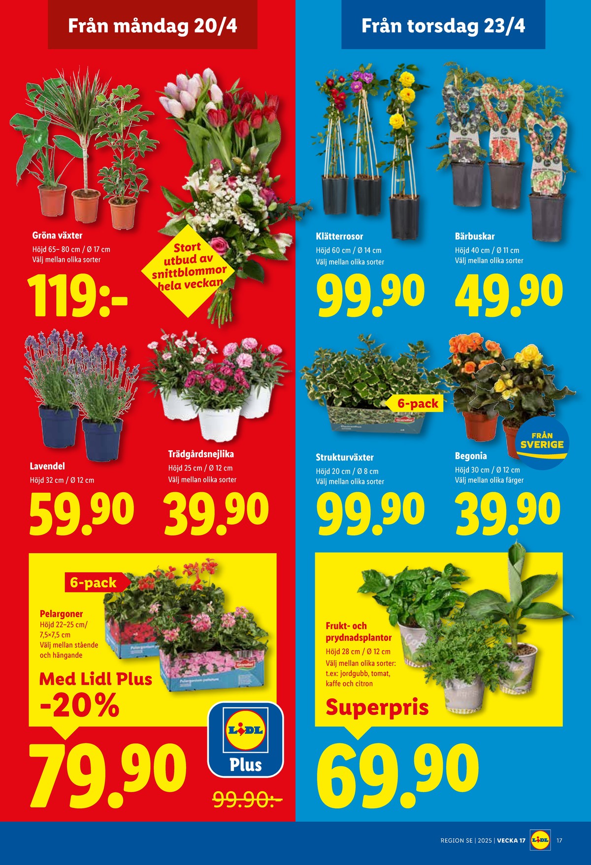 Se Lidl reklamblad för vecka 17 på Kampanjveckan.se. Se bra erbjudanden på många varor, t.ex. plantor okänd eller krukväxt okänd. Läs reklambladet här! Sida 19
