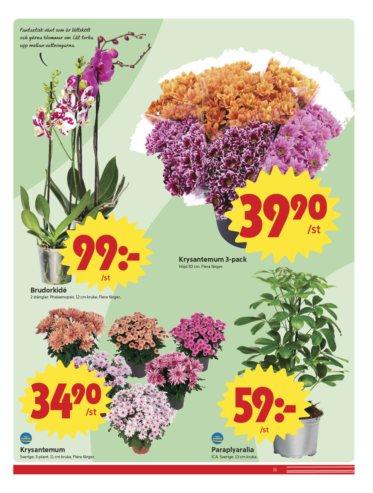 Se ICA Nära reklamblad för vecka 36 på Kampanjveckan.se. Se bra erbjudanden på många varor, t.ex. plantor okänd eller blommor okänd. Läs reklambladet här! Sida 11
